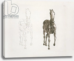 Постер Стаббс Джордж Tab. VIII, from 'The Anatomy of the Horse...' 1766