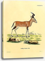 Постер Азиатская антилопа