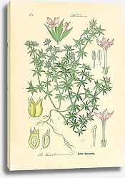 Постер Rubiaceae, Sherardia arvensis
