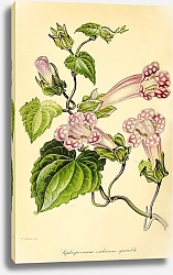 Постер Lophospermum Erubescens Spectabile