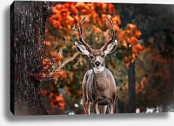 Постер Загадка осеннего леса
