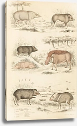 Постер Макгилливрей Уильям Hogs, Ethiopian Hogs, Peecaris