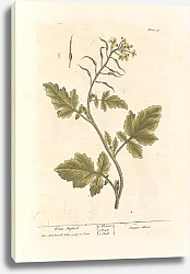 Постер Блэквелл Элизабет Белая горчица