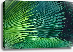 Постер Пальмовые листья разных оттенков