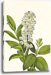 Постер Уолкотт Мари Зенобия кассинифолия