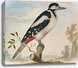 Постер Great Spotted Woodpecker