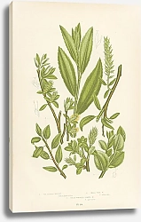 Постер Tea-leaved Willow, Small Tree w., Green Whortle-Leaved w.