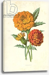 Постер Хулм Фредерик (бот) Marigold