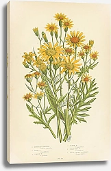 Постер Inelegant Ragwort, Hoary r., Common r., Marsh r., Great Fen r., Broad Leaved Groundsel