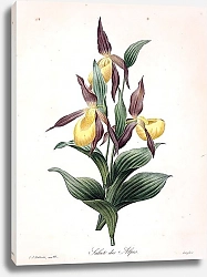 Постер Орхидея башмачок