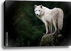 Постер Белый волк в зеленом лесу