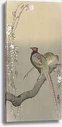 Постер Косон Охара Pair of pheasants and cherry blossom