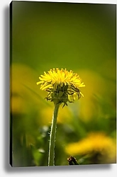 Постер Желтые одуванчики и солнышко