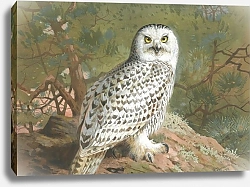 Постер Торнбурн Арчибальд (Бриджман) A Female Snowy Owl