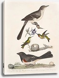 Постер Птицы Америки Уилсона 10