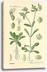 Постер Valerianaceae, Valerianellaolitoria Mnch