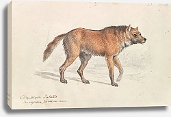 Постер Смит Чарльз Гамильтон Maned Wolf