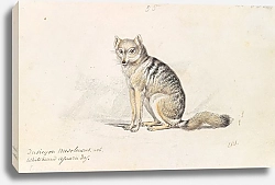 Постер Смит Чарльз Гамильтон Белополосая агуарская лисица