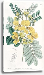 Постер Эдвардс Сиденем Two-flowered Cassia