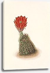 Постер Уолкотт Мари Земляника-кактус Ллойдс. Echinocereus lloydii