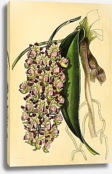 Постер Aerides Quinquevulnerum