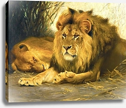 Постер Кухнерт Уильям Resting Lions