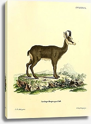 Постер Серна Antilope Rupicapra