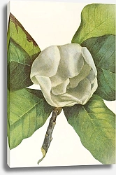 Постер Уолкотт Мари Southern Magnolia.