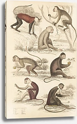 Постер Макгилливрей Уильям Guenons