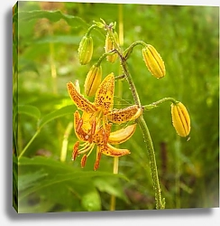 Постер Солнечный танец лилий