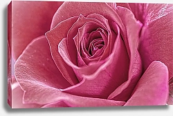 Постер Розовая роза, макро