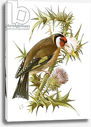 Постер Школа: Английская 20в. Goldfinch