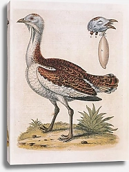 Постер Great Bustard
