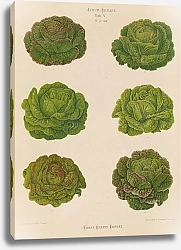 Постер Бенари Эрнст Lettuces – Cabbage Varieties