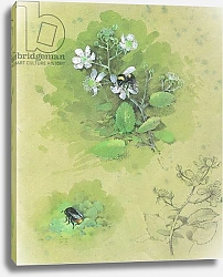 Постер Бенингфилд Гордон (1936-98) Bees on Blackberry flower bud, from Beningfield's Butterflies pub.by Chatto & Windus, 1978