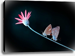 Постер Два мотылька на стебле цветка