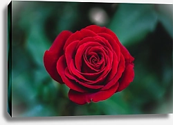 Постер Ярко красная роза на изумрудном фоне