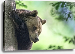 Постер Медведь на дереве