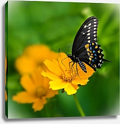 Постер Бабочка Black Swallowtail butterfly