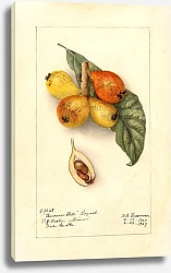 Постер Пассмор Дебора Эриаботрия японская: Баронн-холл