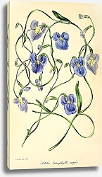 Постер Lobelia Heterophylla major