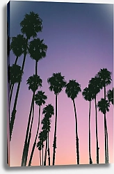 Постер Пальмы на фоне вечернего неба