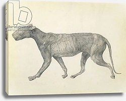 Постер Стаббс Джордж Tiger: Lateral View, with Skin and Tissue Removed