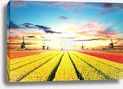 Постер Голландия. Поля тюльпанов с мельницами №5