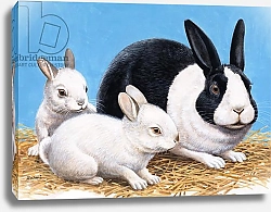 Постер Дэвис Р. (жив, дет) Rabbits