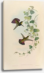 Постер Lampornis Aurulentus