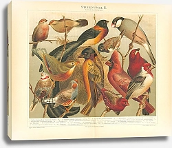 Постер Птицы 9