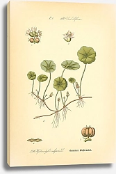 Постер Flora von Deutschland №9