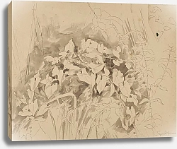 Постер Тома Ханс Study of vegetation