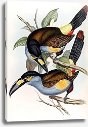 Постер Andigena laminirostris